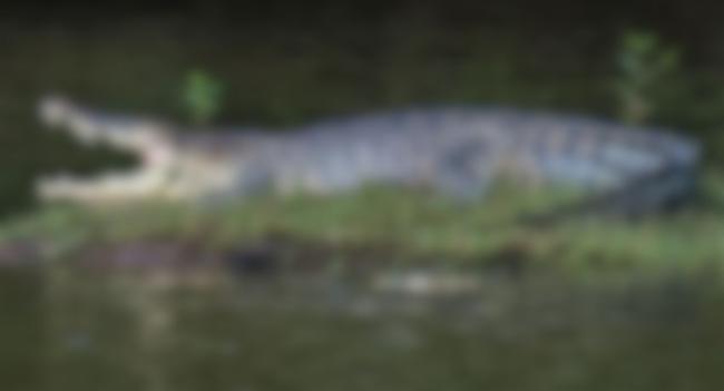Singapore Charges Man Over Viral AI Crocodile Hoax